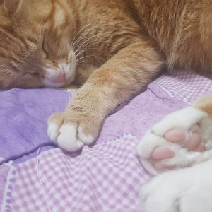 고양이를 찾습니다 고양이 전단지