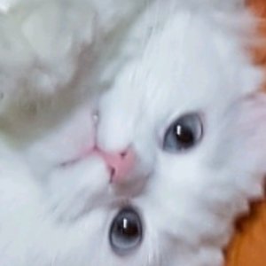 고양이를 찾습니다 고양이 전단지