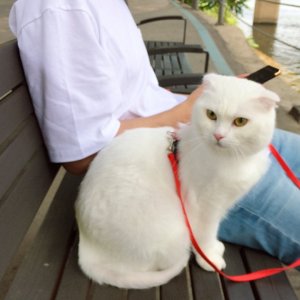 고양이를 찾습니다 고양이 전단지