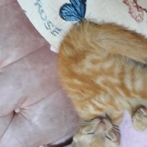 고양이 주인을 찾습니다 고양이 전단지