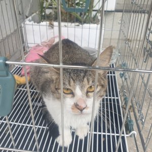 고양이 주인을 찾습니다 고양이 전단지