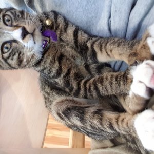 고양이 주인을 찾습니다 고양이 전단지
