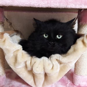 고양이를 찾습니다 고양이 전단지