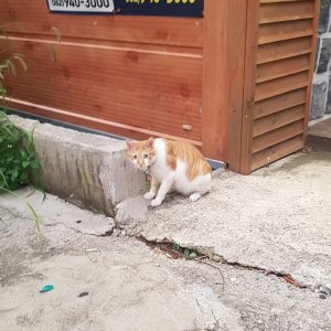 고양이 주인을 찾습니다 고양이 전단지