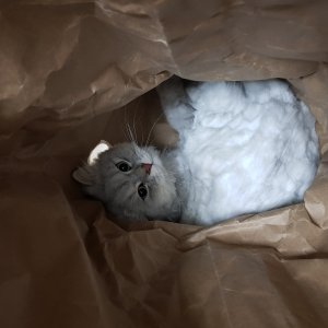 고양이를 찾습니다 고양이 전단지