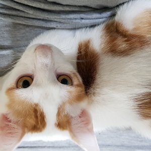 고양이를 찾습니다 고양이 전단지