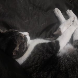 고양이를 찾습니다 고양이 전단지