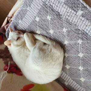 고양이를 찾습니다 고양이 전단지