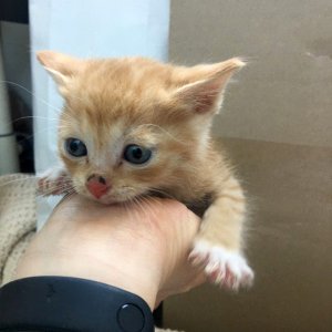 고양이 구조 코리아쇼트헤어 경상남도 김해시