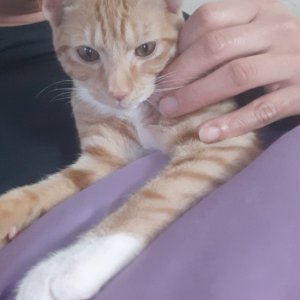 고양이를 찾습니다 고양이 전단지