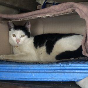 고양이를 찾습니다 고양이 전단지