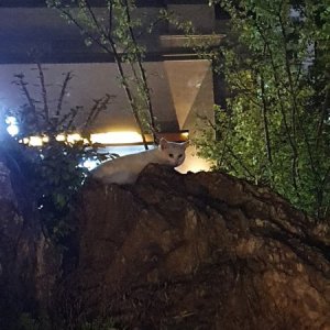 고양이 목격 터키시앙고라 세종특별자치시 전체