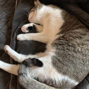 고양이를 찾습니다 고양이 전단지