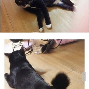 고양이실종분실 서울특별시 강동구