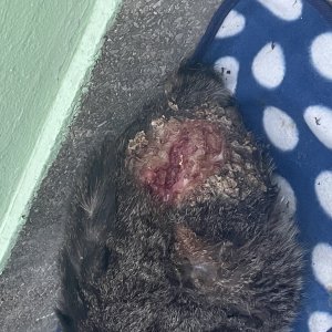 고양이 주인을 찾습니다 고양이 전단지