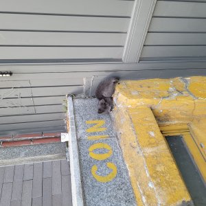고양이 주인을 찾습니다 고양이 전단지