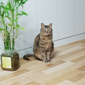 고양이실종분실 서울특별시 동작구