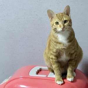 고양이실종분실 부산광역시 동래구