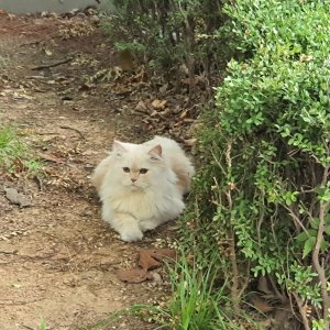 고양이 목격 페르시안 인천광역시 연수구