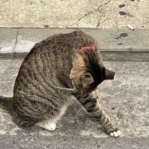 고양이 주인을 찾습니다 고양이 전단지