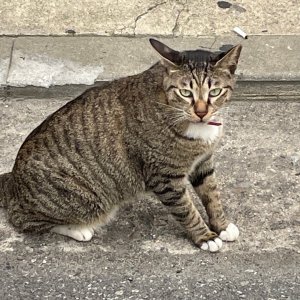 고양이 목격 기타묘종 서울특별시 동대문구