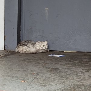 고양이 목격 기타묘종 제주특별자치도 제주시