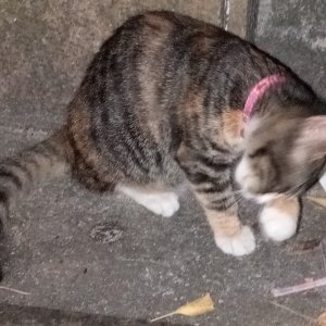 고양이 목격 기타묘종 경상남도 창원시 마산회원구