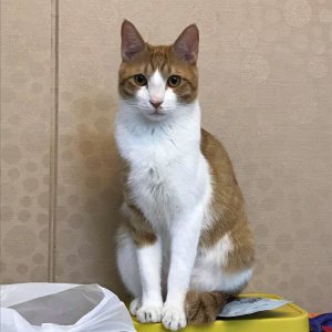 고양이를 찾습니다 코리아쇼트헤어 대전광역시 유성구
