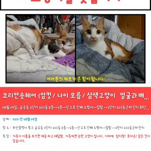 고양이를 찾습니다 기타묘종 부산광역시 북구