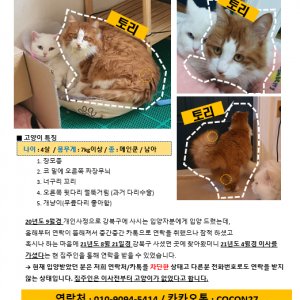 고양이를 찾습니다 고양이 전단지