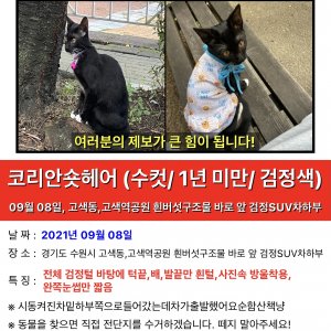 고양이실종분실 경기도 수원시 권선구
