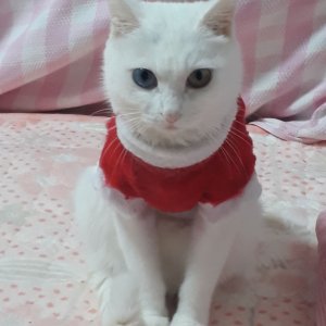 고양이실종분실 광주광역시 북구