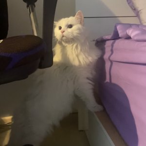 고양이 구조 터키시앙고라 서울특별시 강동구
