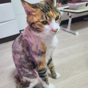 고양이실종분실 경상북도 영덕군