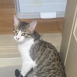 고양이실종분실 전라북도 익산시