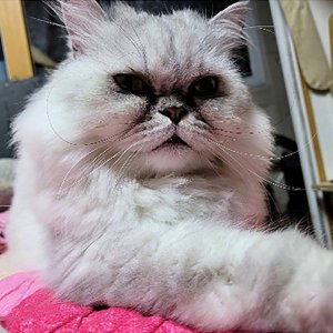 고양이실종분실 경기도 광명시