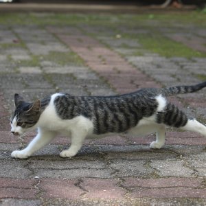 고양이를 찾습니다 고양이 전단지