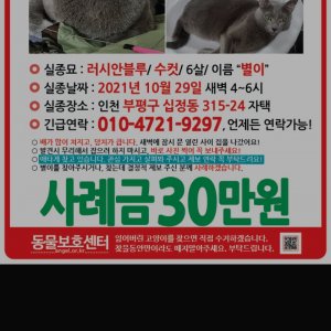 고양이실종분실 인천광역시 부평구