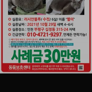 고양이를 찾습니다 고양이 전단지