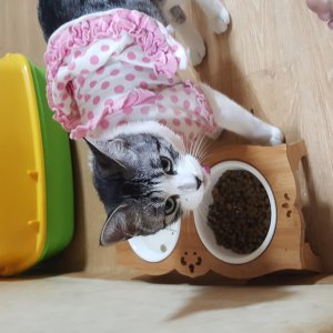 고양이실종분실 인천광역시 연수구