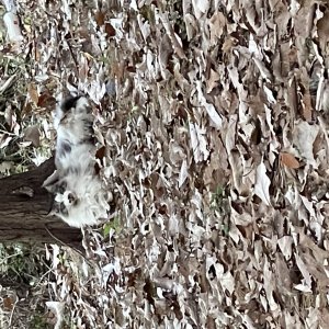 고양이 목격 노르웨이지안포레스트캣 서울특별시 서초구