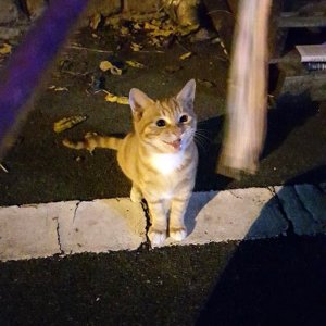 고양이를 찾습니다 코리아쇼트헤어 대구광역시 수성구