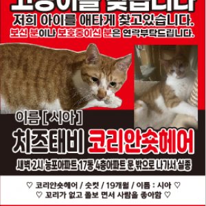 고양이를 찾습니다 고양이 전단지