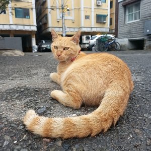 고양이를 찾습니다 코리아쇼트헤어 인천광역시 계양구