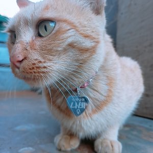 고양이실종분실 인천광역시 계양구