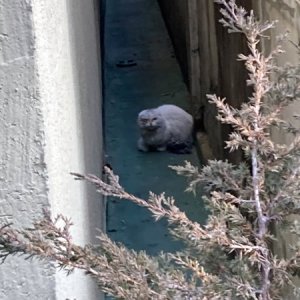 고양이 목격 스코티시폴드 경기도 안산시 상록구