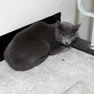 고양이 목격 러시안블루 충청남도 공주시