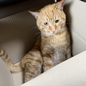 고양이 구조 코리아쇼트헤어 경기도 이천시