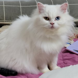 고양이실종분실 부산광역시 사상구