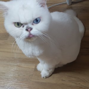 고양이실종분실 전라남도 순천시